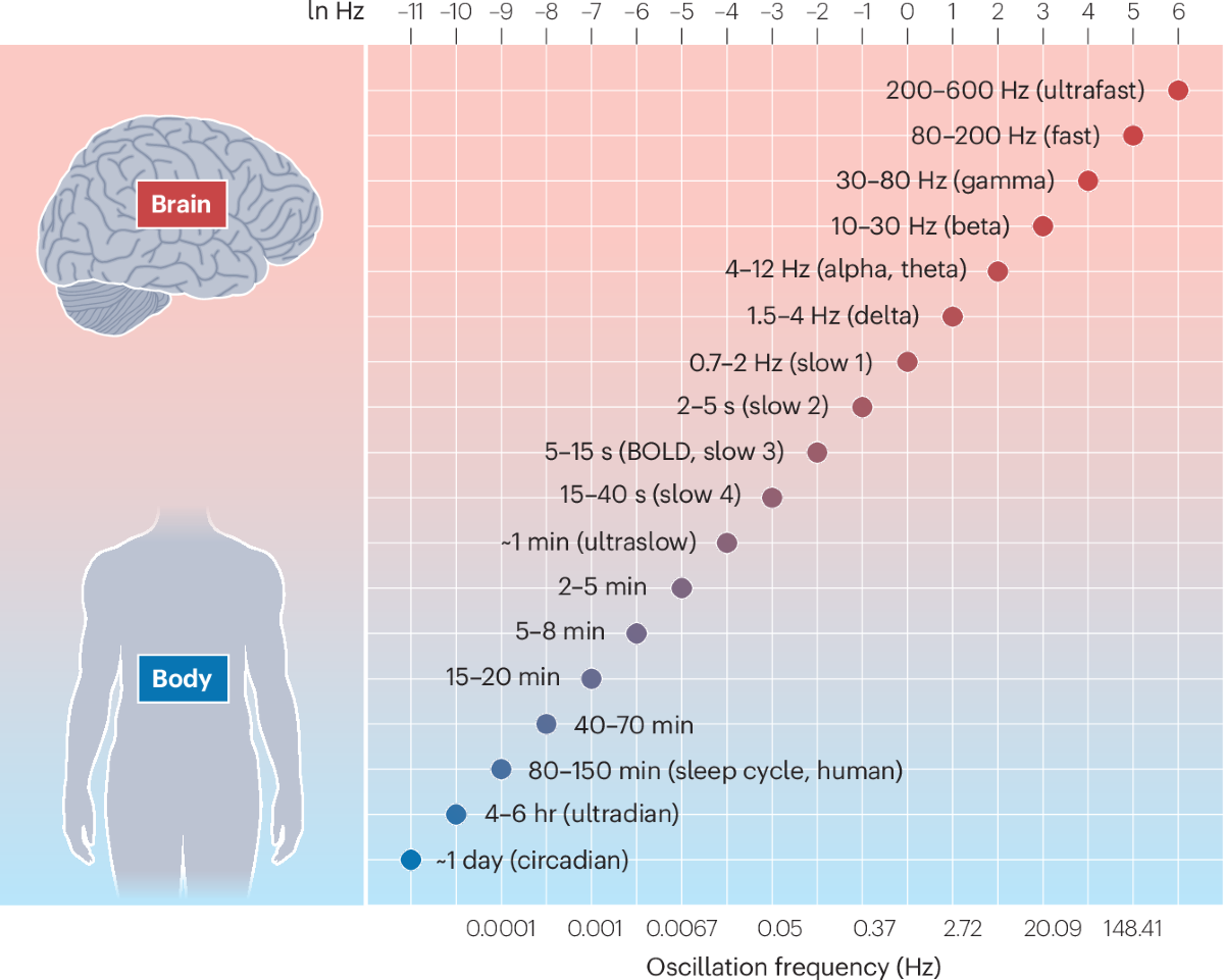 Time Space Memory And Brain Body Rhythms Nature Reviews Neuroscience