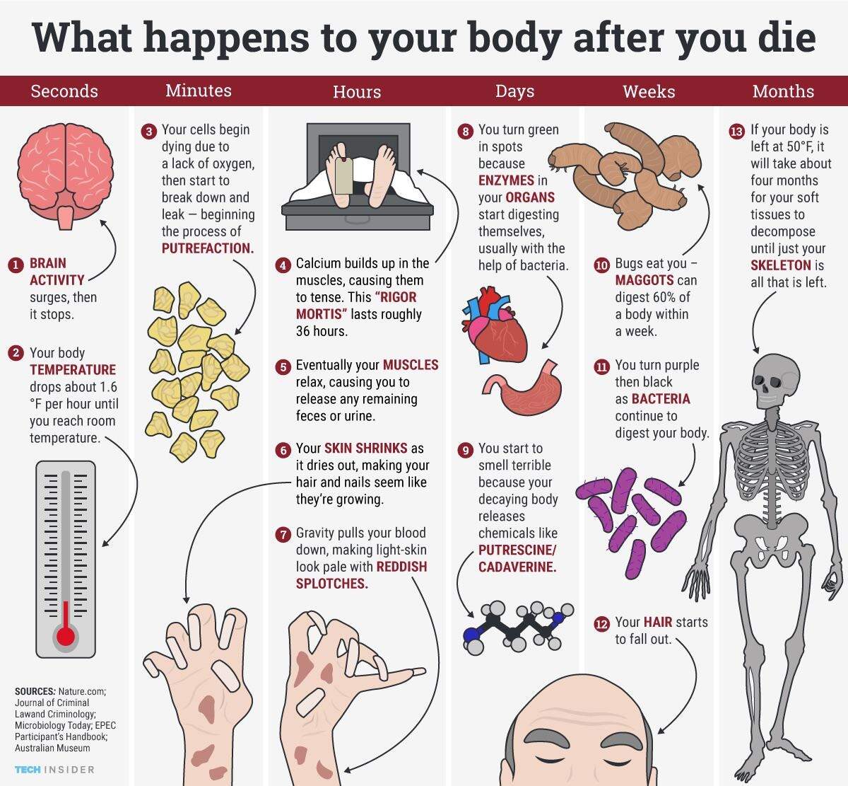 Timeframe Of Your Body S Changes After Death R Interestingasfuck The Chemistry Of The Odour Of Decomposition