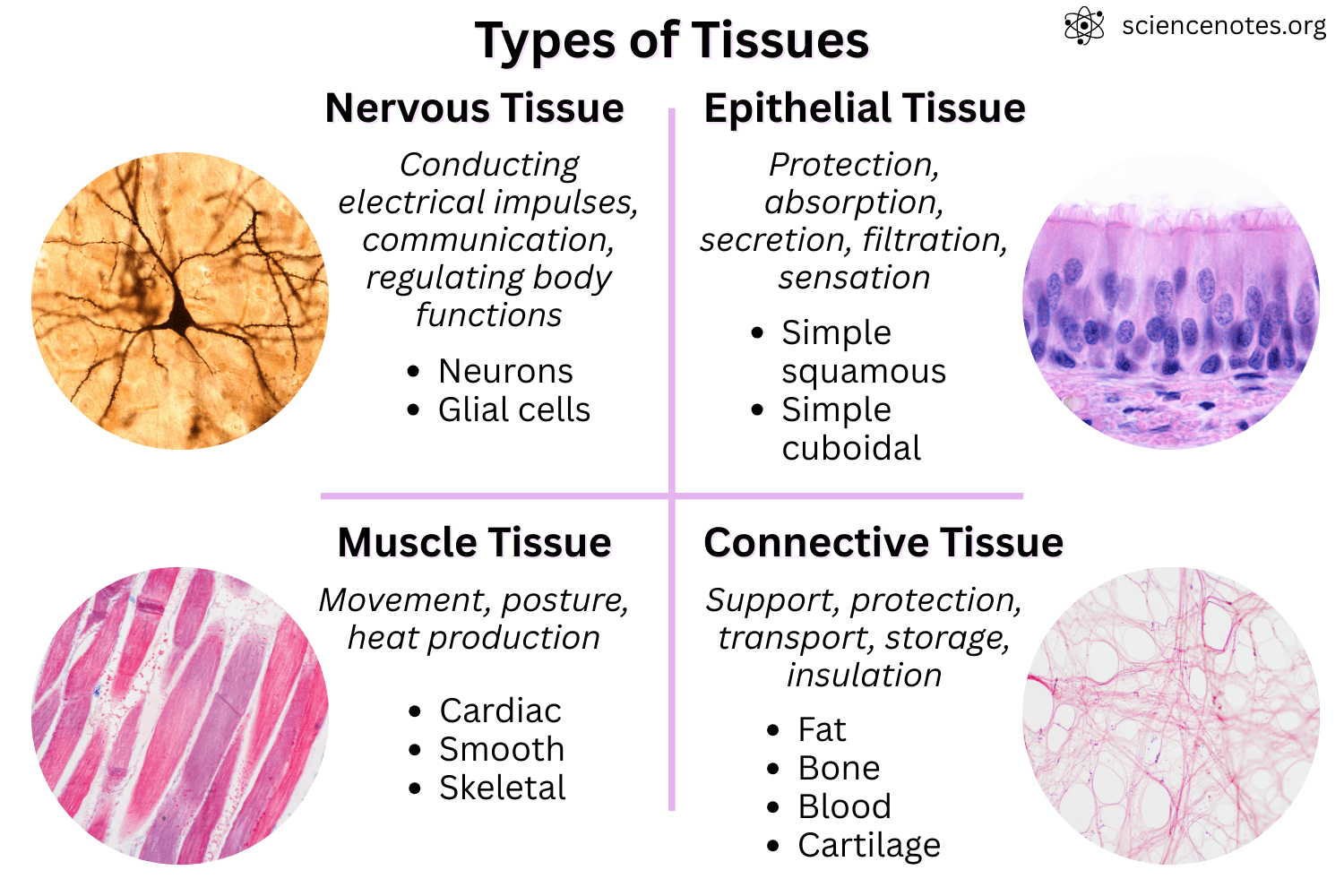 Chapter 8 Tissue Structure And Functions Human Anatomy And Physiology I