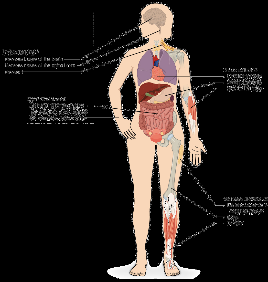 Interactive Guide To The Muscular System Innerbody