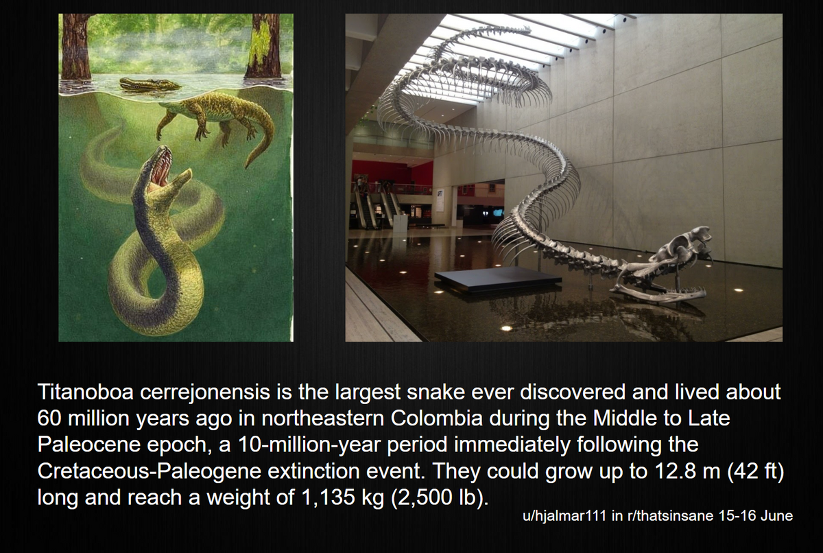 Titanoboa The Largest Snake In History Geology In