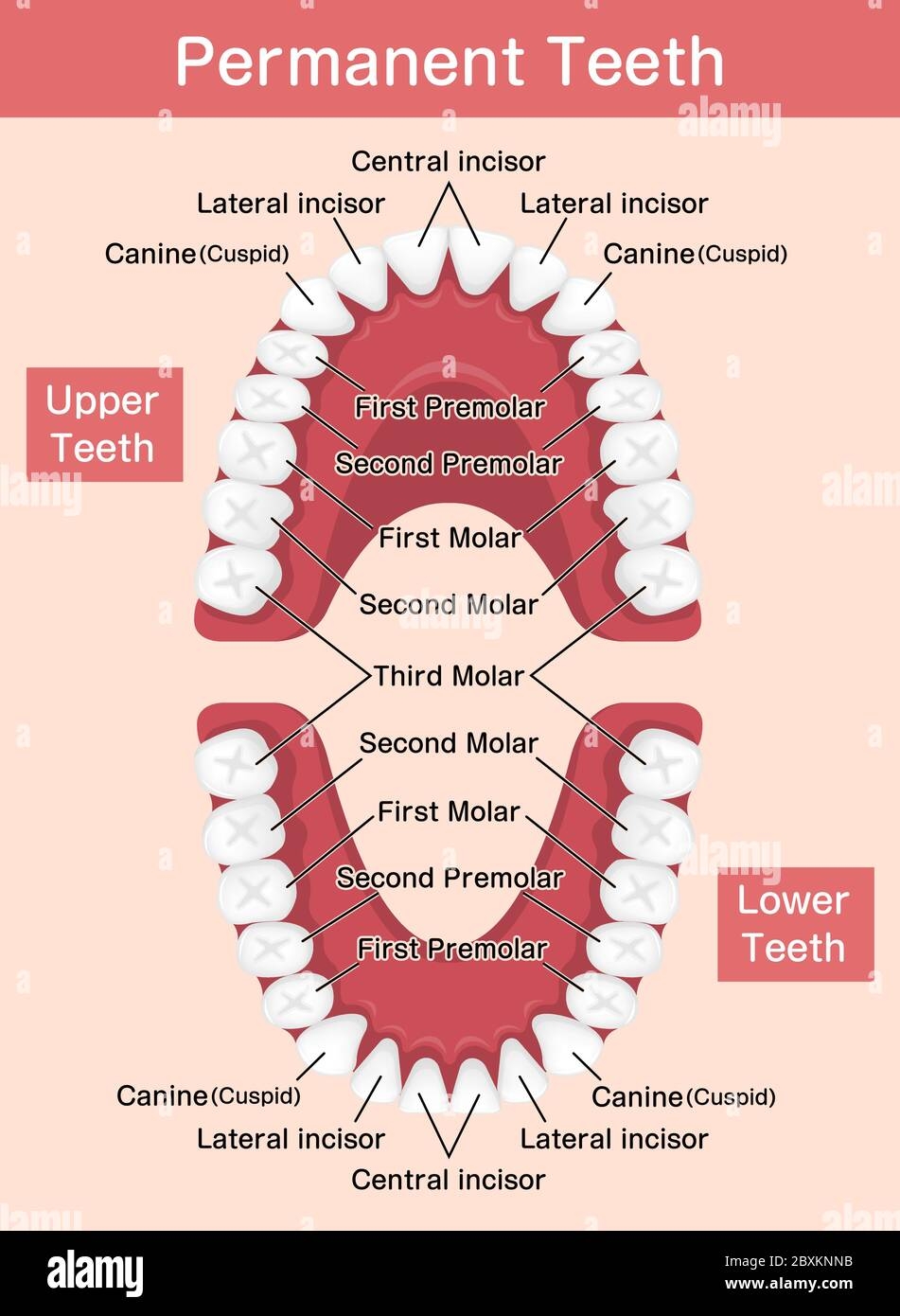 Tooth Chart Hi Res Stock Photography And Images Alamy