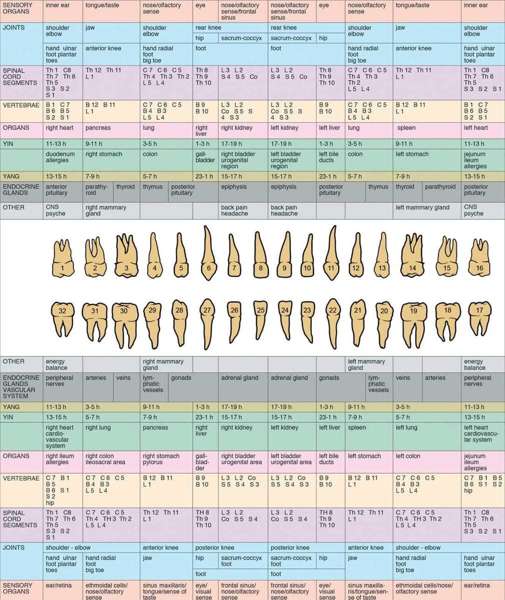 Teeth Reflexology Chart Alternative Dental Health Care Of Permanent Teeth And Corresponding Internal Organs GERMAN LABELING Stock Photo Alamy