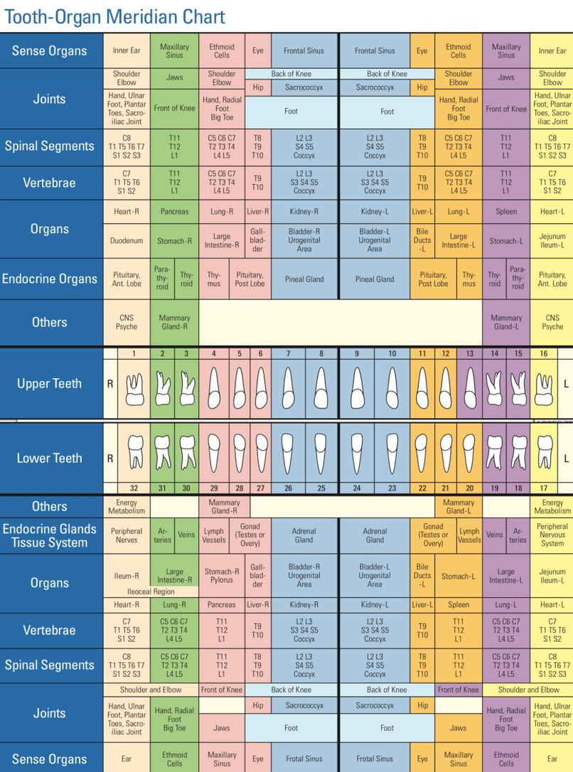 Tooth Organ Meridian Chart Prevention Healing Inc