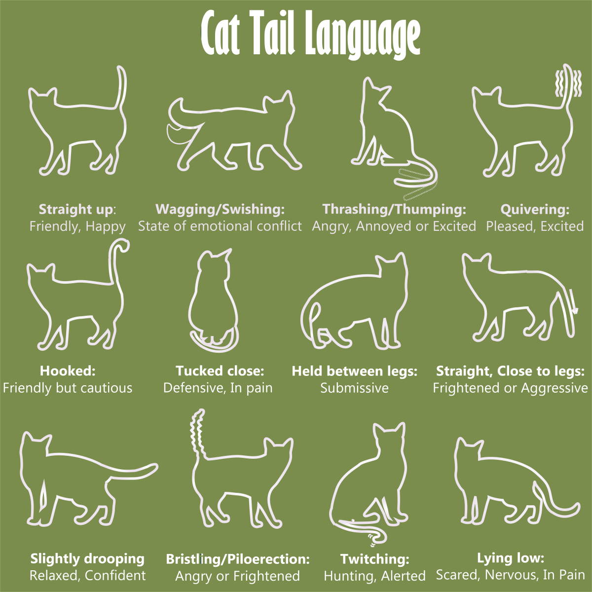 Top Cat Body Type Chart Free Shipping