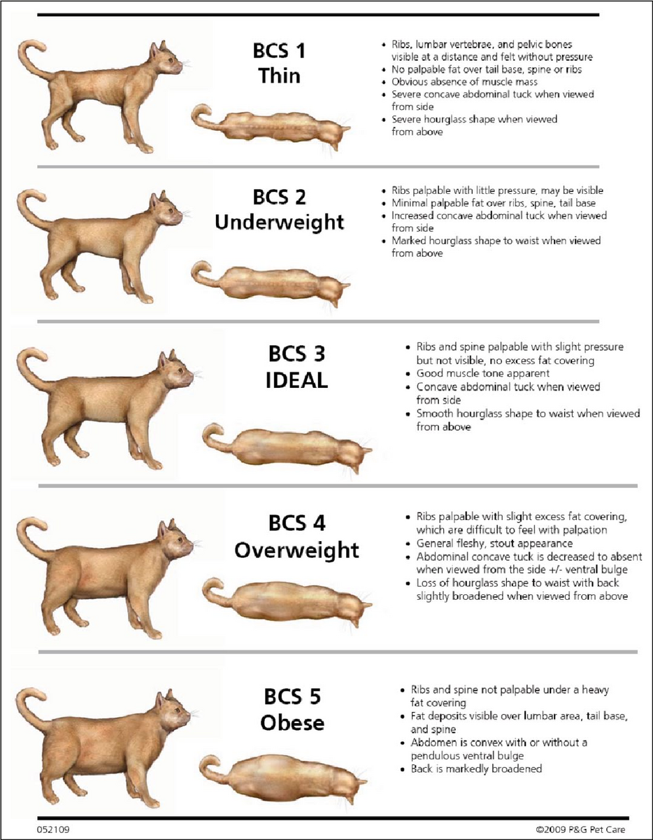 Top Cat Body Type Chart Free Shipping