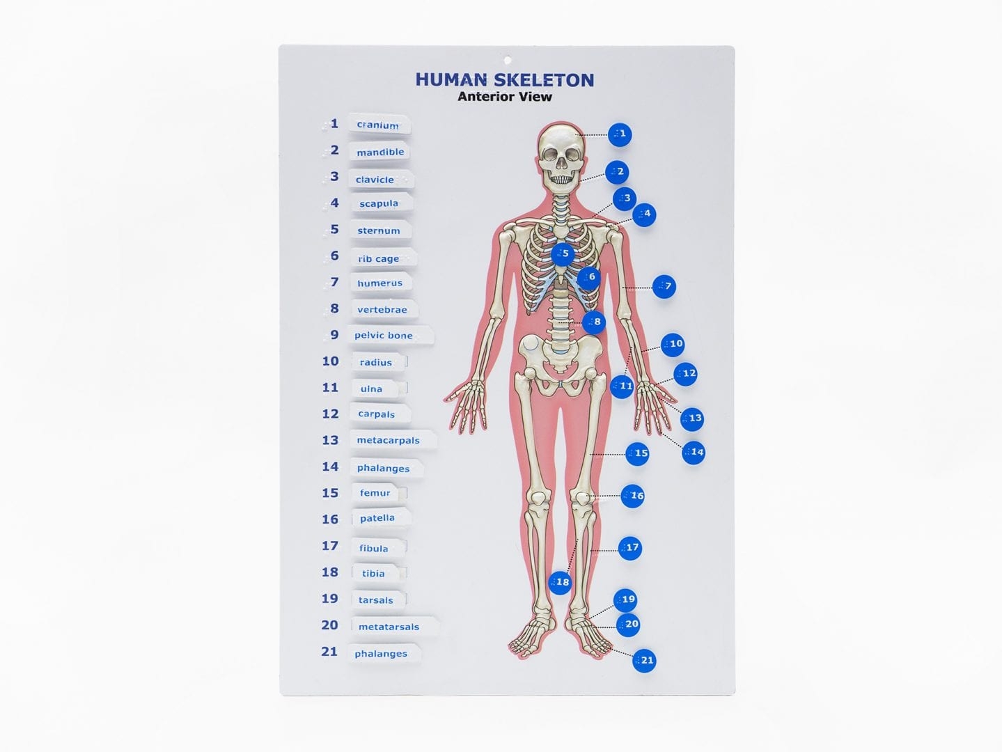 Touch Label And Learn Poster Human Skeleton Anterior View American Printing House Touch Label And Learn Poster Human Skeleton Anterior View American Printing House