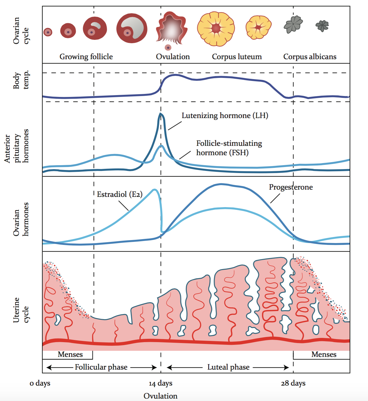 Tracking Your Basal Body Temperature Ellen Louise Naturopath