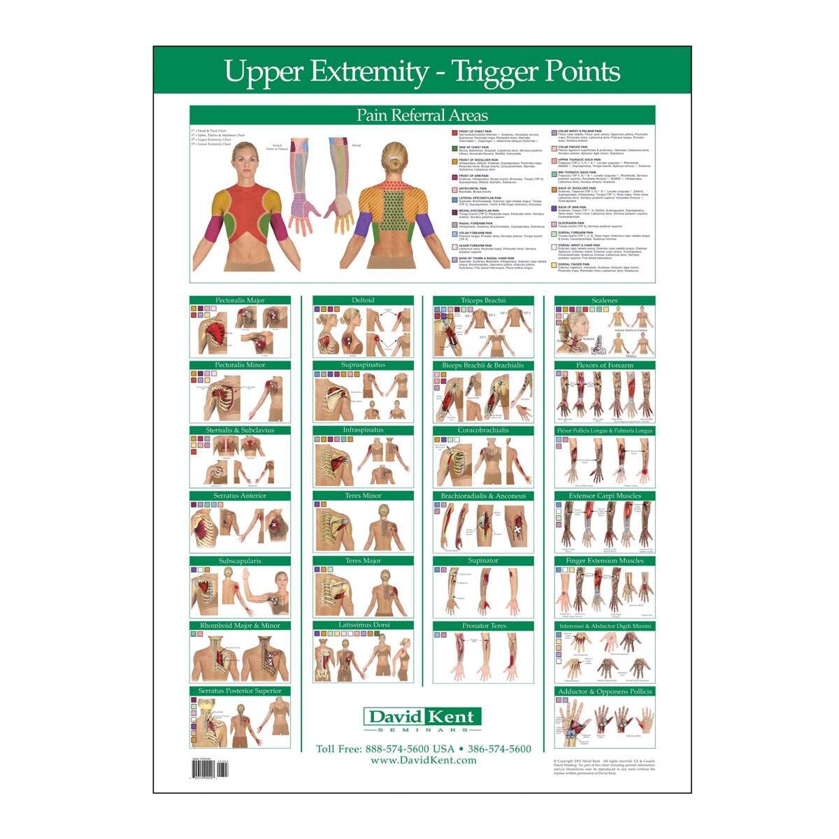 Trigger Point Chart Upper Extremity Therapy Charts Trigger Point Chart Upper Extremity Therapy Charts