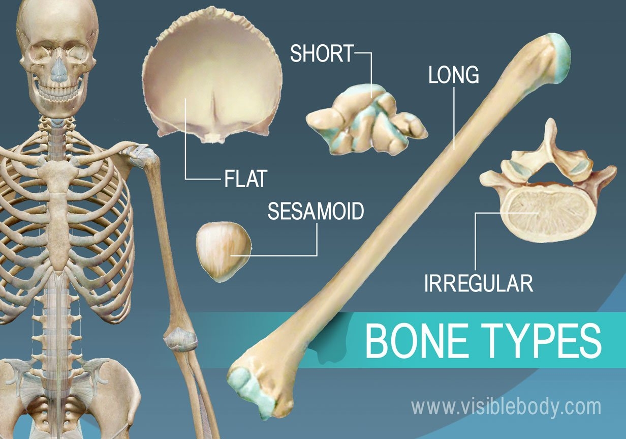 Types Of Bones Learn Skeleton Anatomy Bone Classification Anatomy Physiology