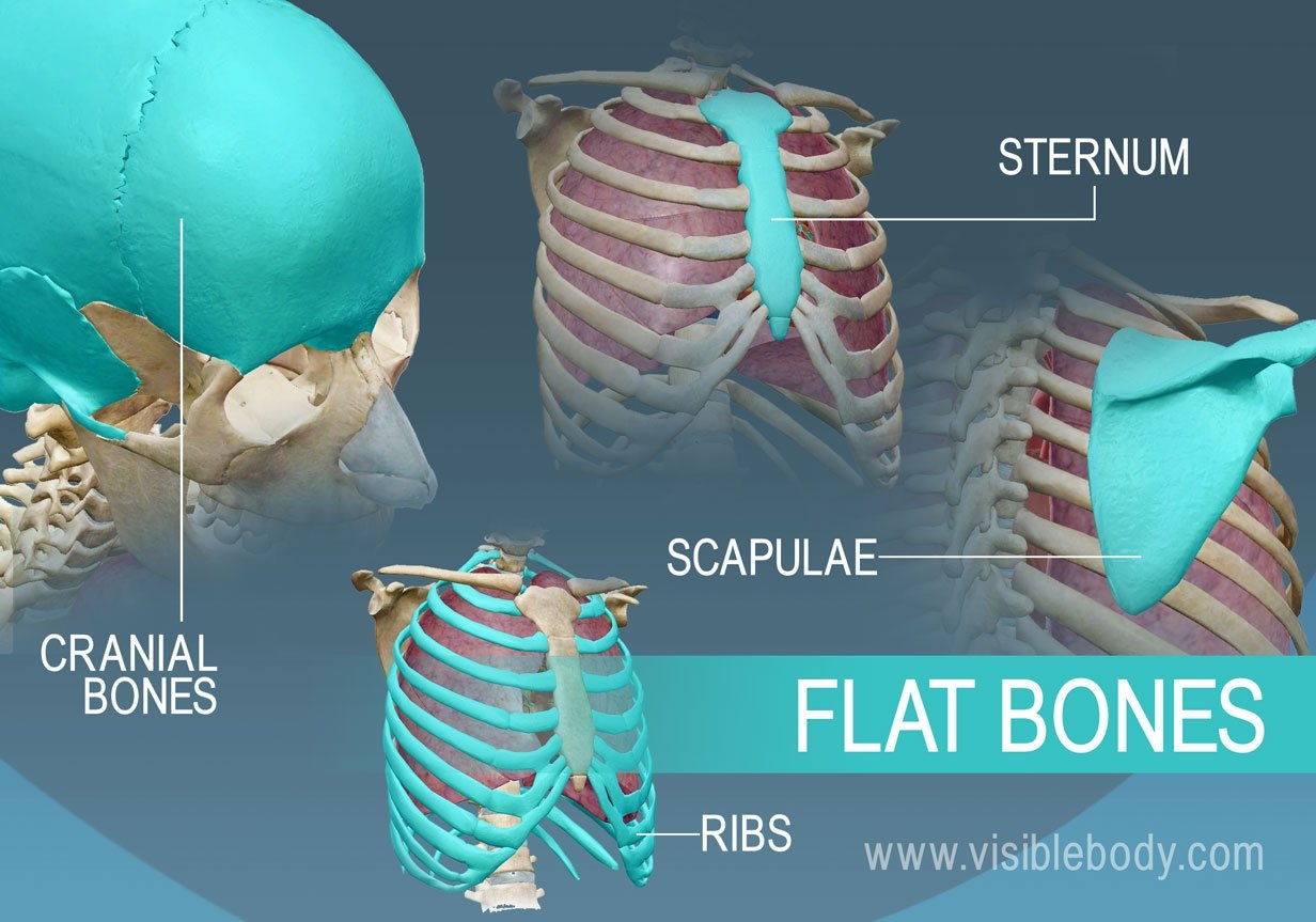 Types Of Bones Learn Skeleton Anatomy Types Of Bones Learn Skeleton Anatomy