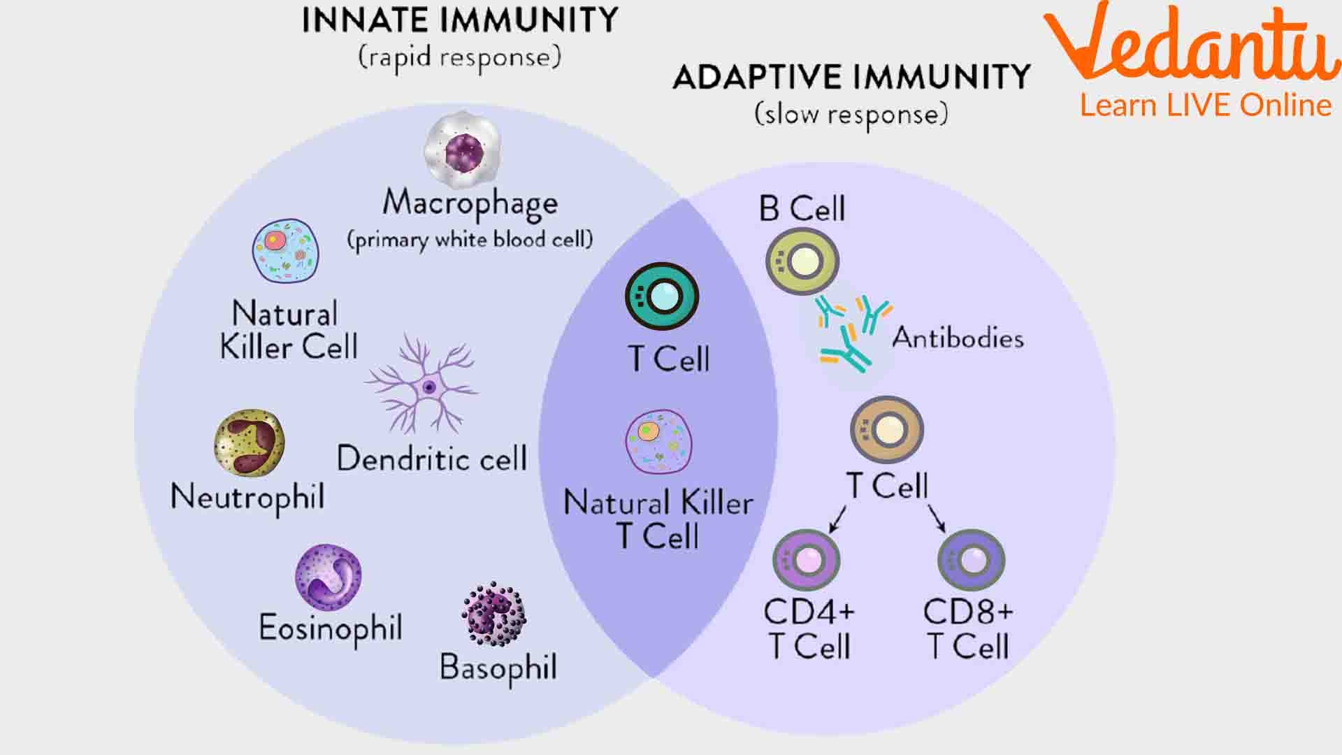 Types Of Cells In Human Body Names Functions Examples Types Of Cells In Human Body Names Functions Examples