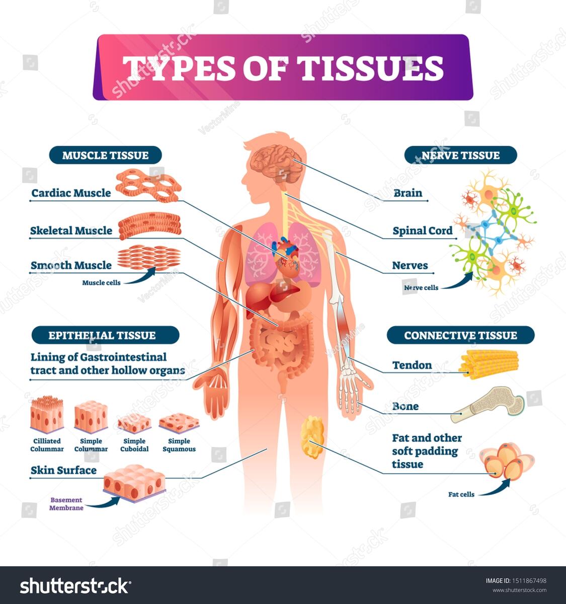 Types Tissues Vector Illustration Labeled Inner Stock Vector Royalty Free 1511867498 Shutterstock