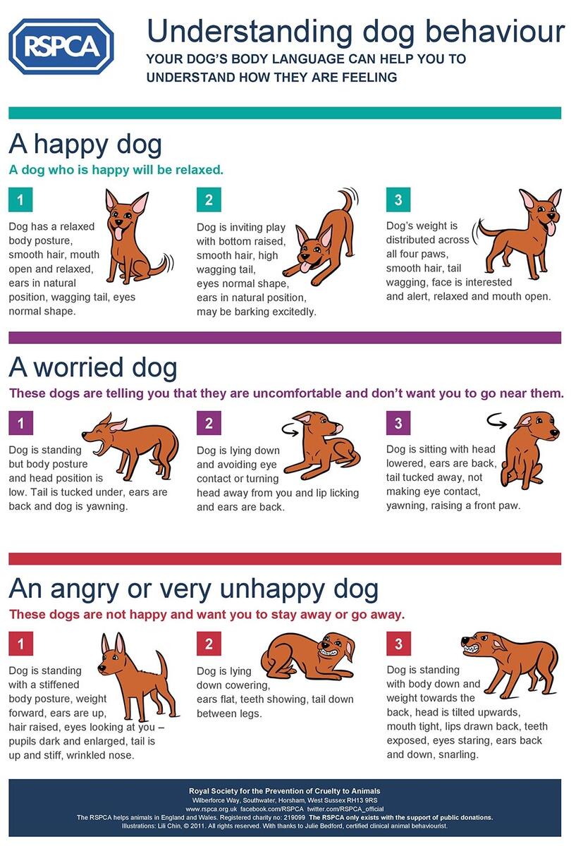 Understand Your Dog S Body Language Pitbull Luv About Dog Behavior Understand Your Dog S Body Language Pitbull Luv About Dog Behavior