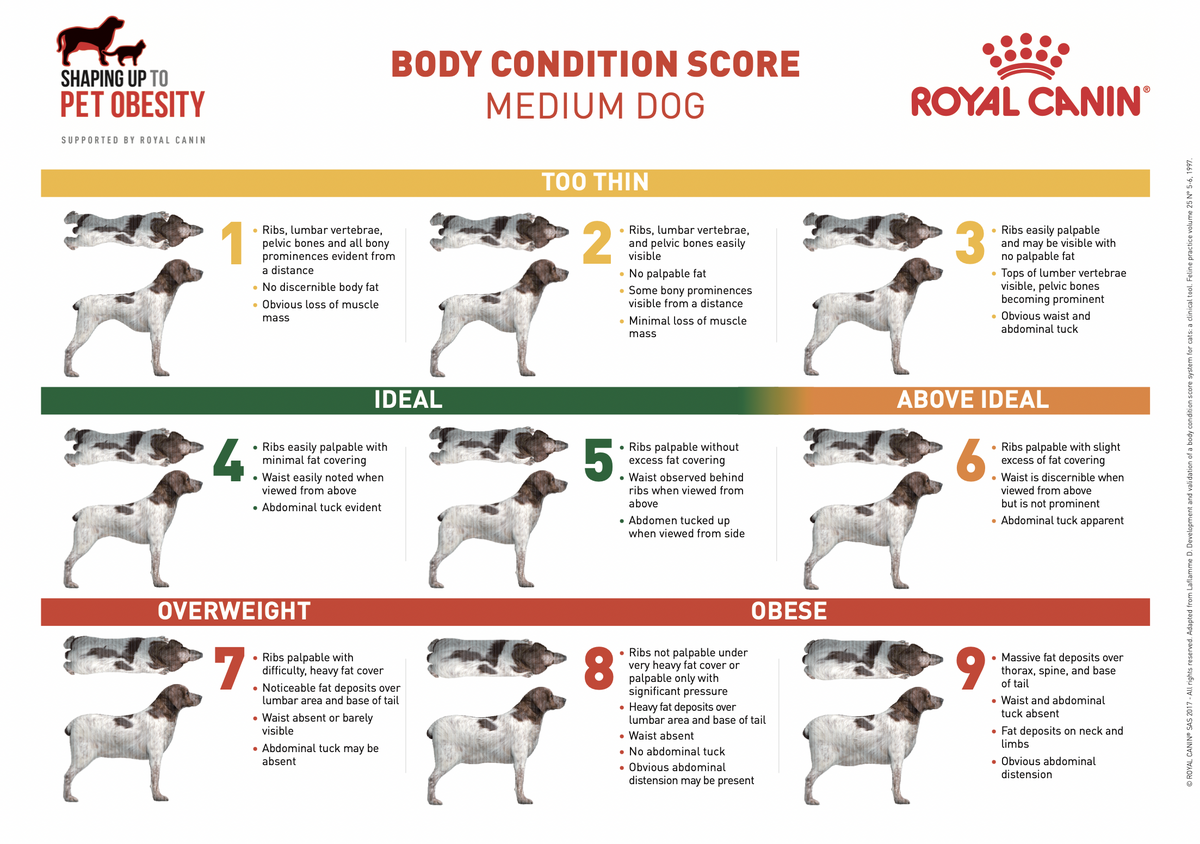 Understanding Canine Obesity RVN Pet Physio