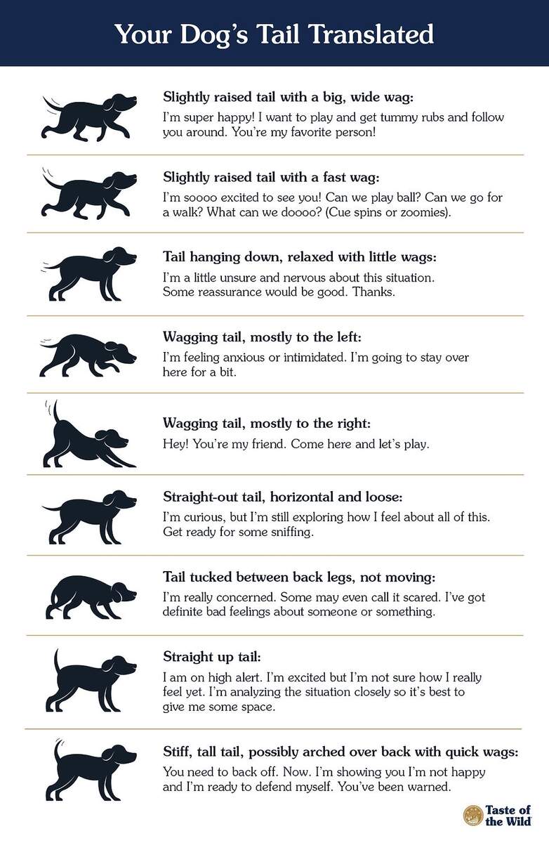 Understanding Dog S Body Language Different Tail Wags Understanding Dog S Body Language Different Tail Wags