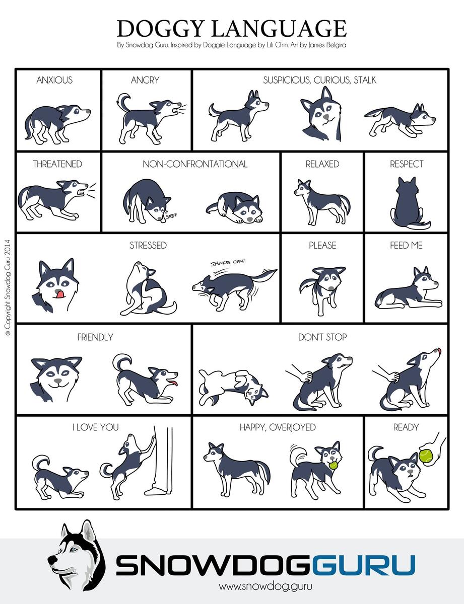 Understanding Husky Body Language Snowdog Guru Understanding Husky Body Language Snowdog Guru