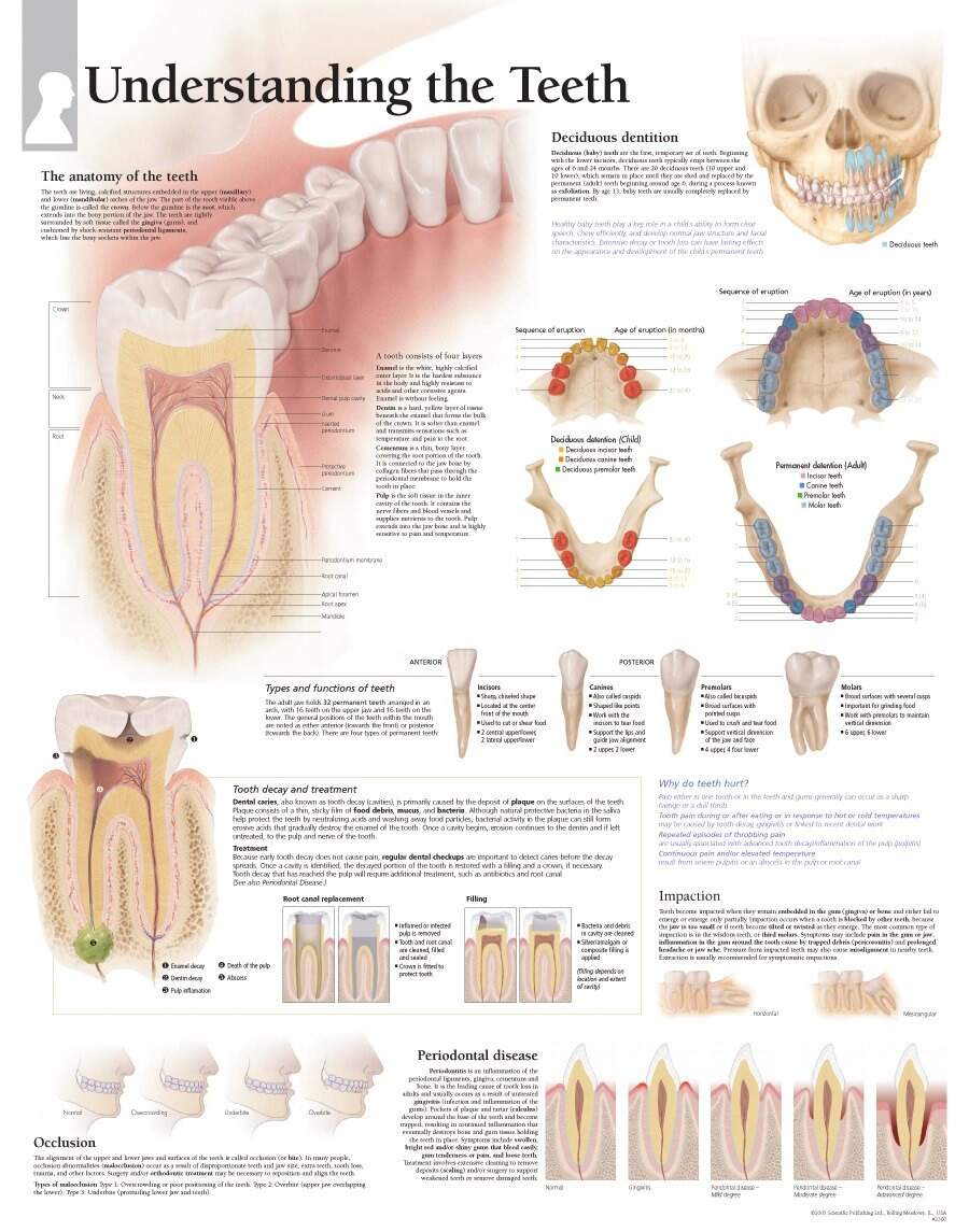 Understanding The Teeth Chart Scientific Publishing