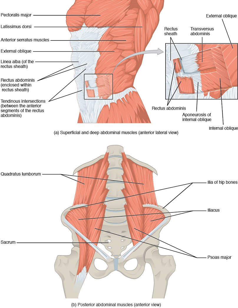 Unit 15 Muscle Anatomy And Movement Douglas College Human Anatomy Physiology I 2nd Ed