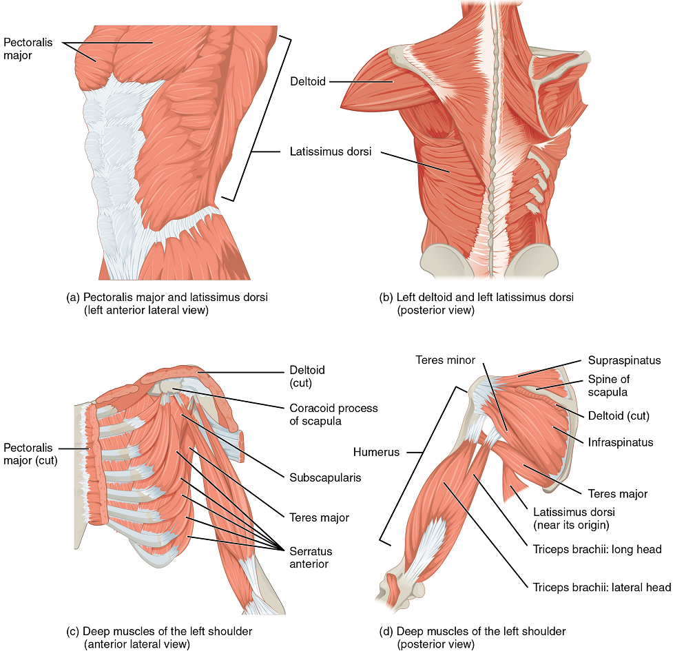 Unit 15 Muscle Anatomy And Movement Douglas College Human Anatomy Physiology I 2nd Ed