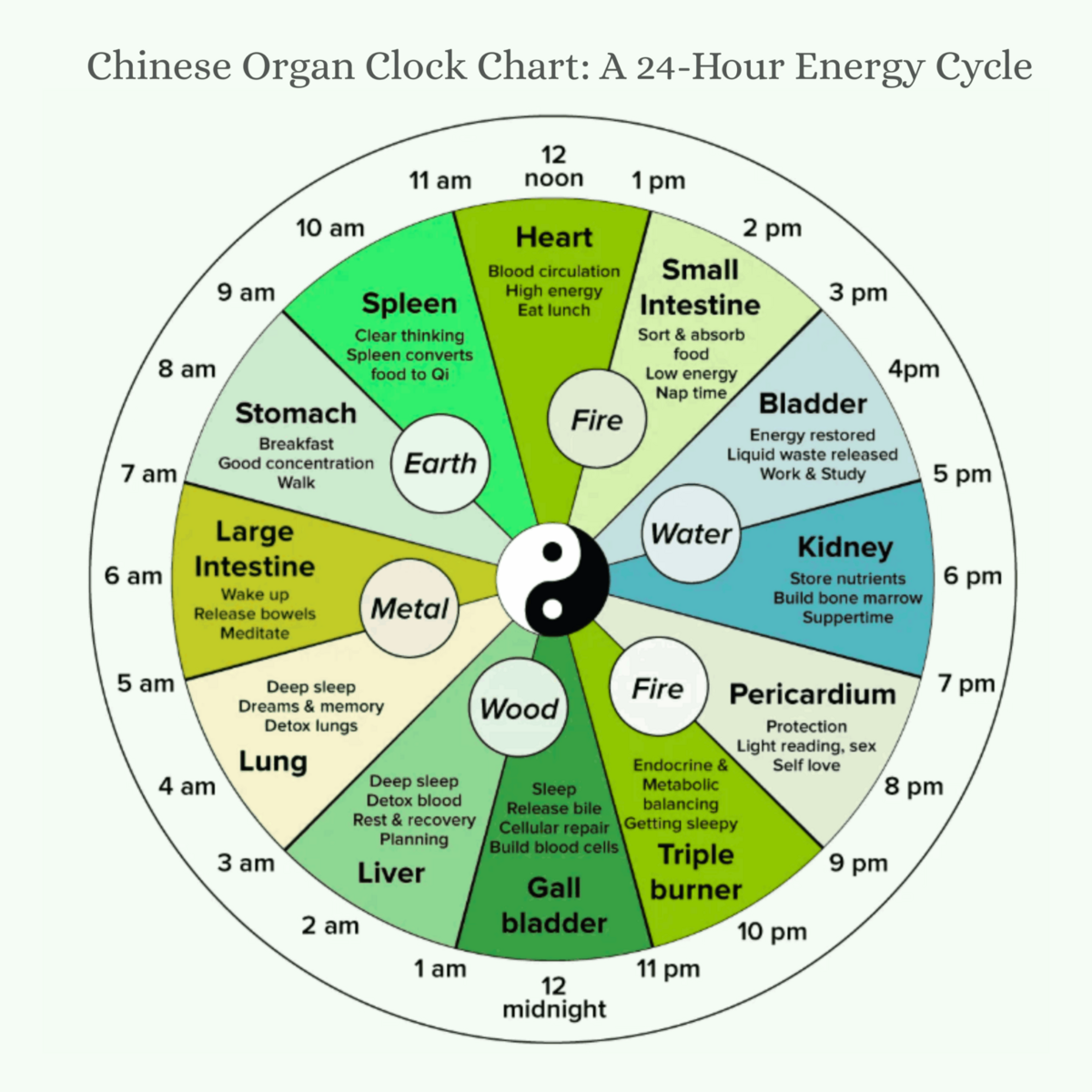 Unlocking The Chinese Body Clock A Guide To Your Organ Energy Flow