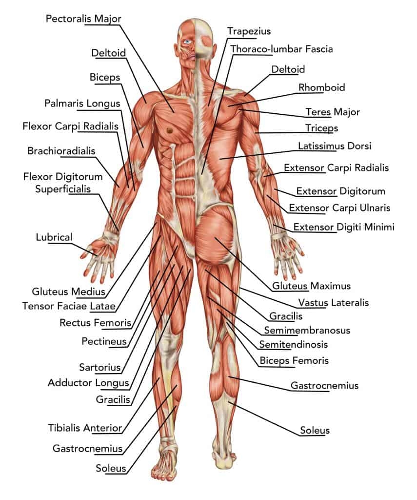 Upper Torso Muscles 2025 Uec Cat