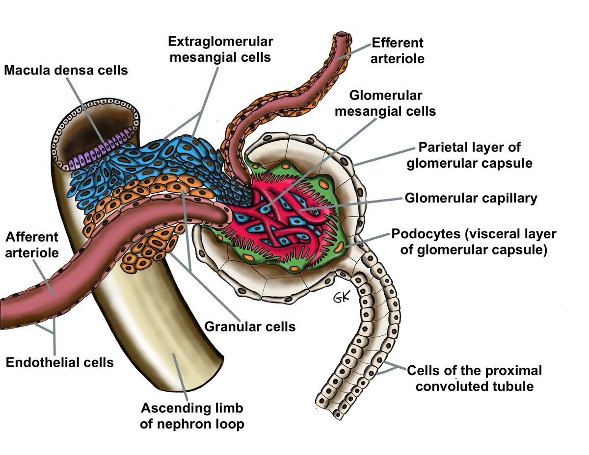 Urinary System Anatomy And Physiology II An Interactive Histology Atlas