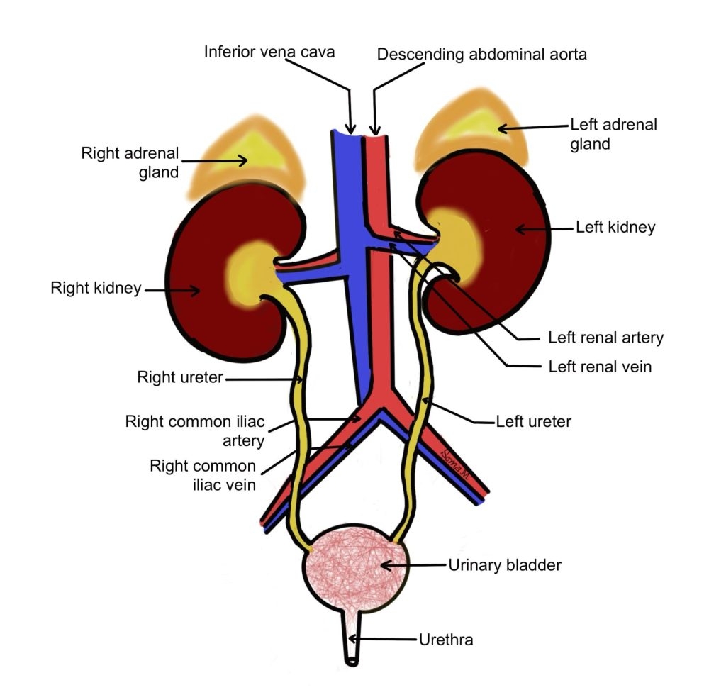 Urinary System Anatomy And Physiology Study Guide For Nurses