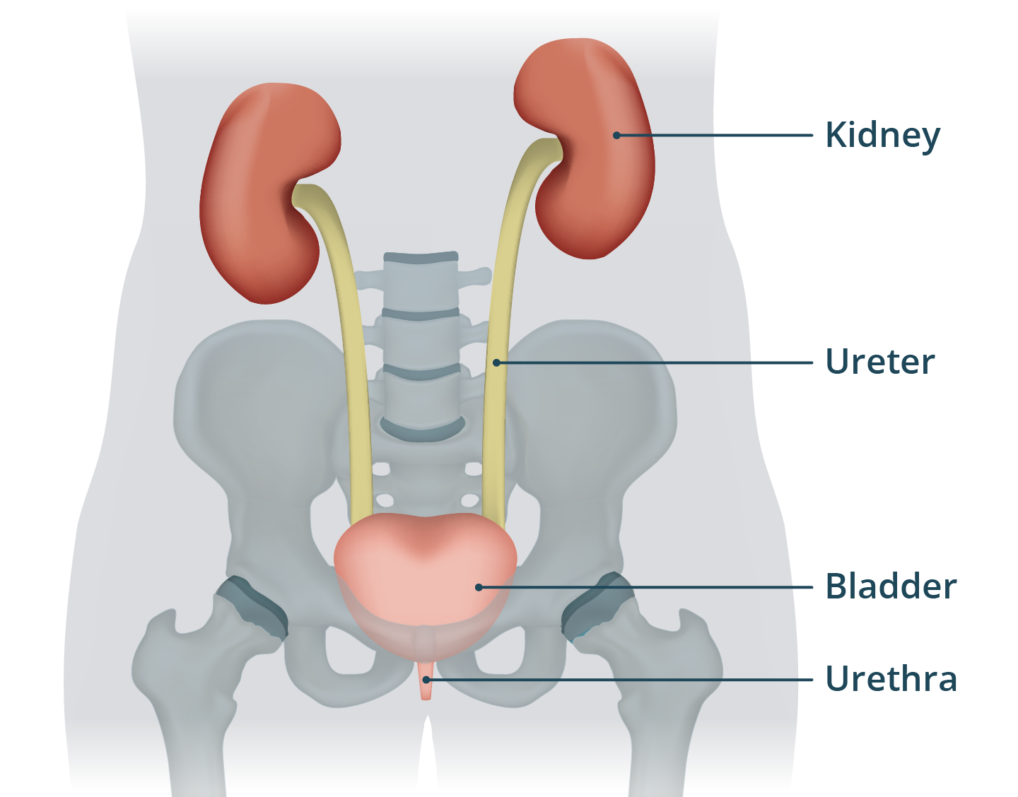 Urinary System Healthdirect