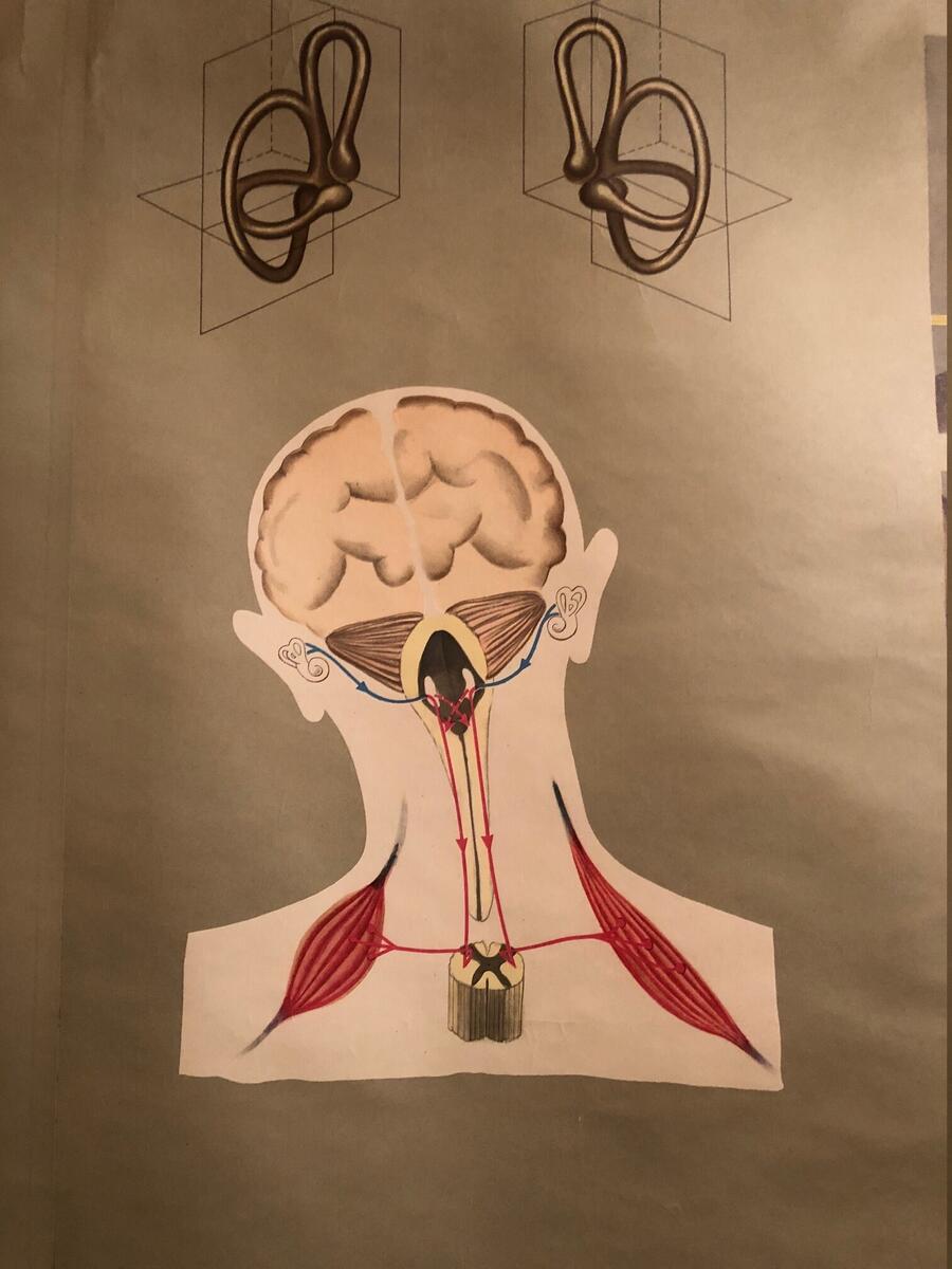 Vintage German Educational Pull Down Chart By Hagemann Denoyer Geppert Co Hearing Sense Of Balance Circa 1960 Etsy Australia