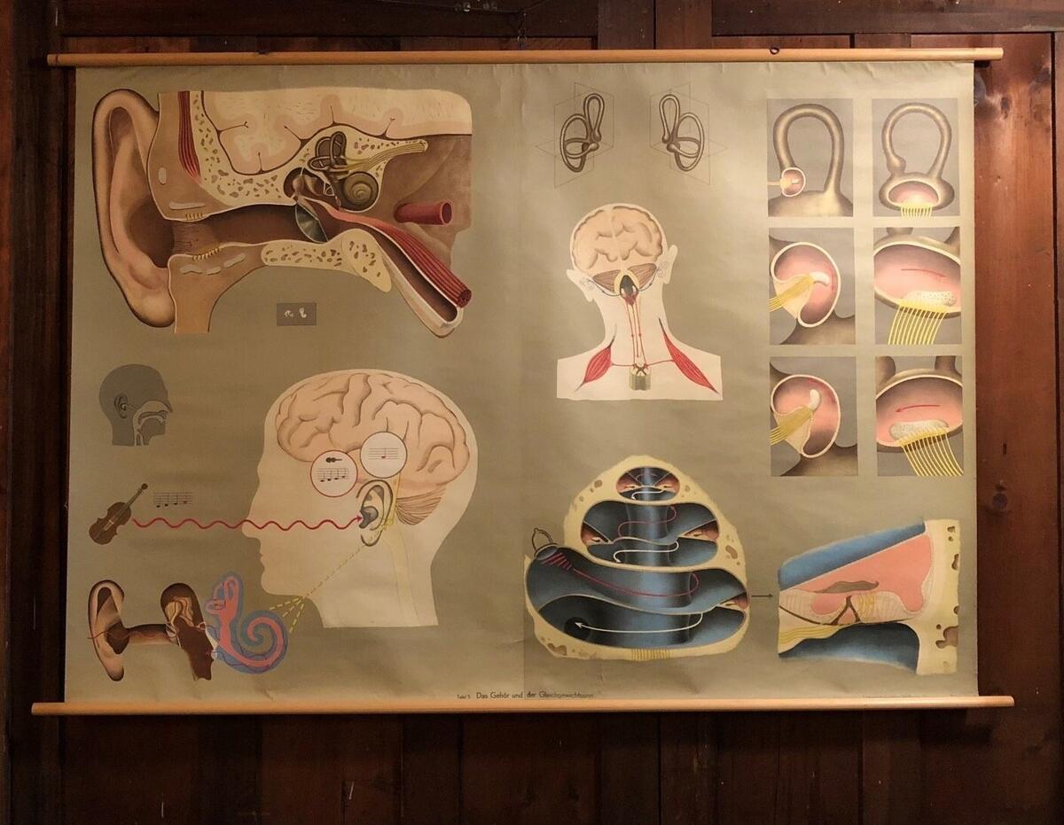 Vintage German Educational Pull Down Chart By Hagemann Denoyer Geppert Co Hearing Sense Of Balance Circa 1960 Etsy Australia