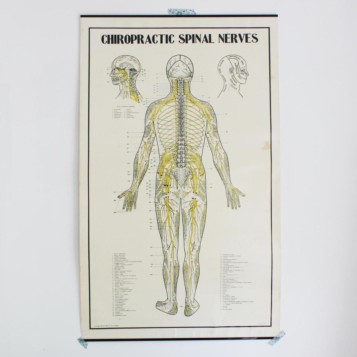 Vintage School Chart Chiropractor Spinal Nerves Classroom Poster 1952 1980 C T Paciorek Medical Etsy