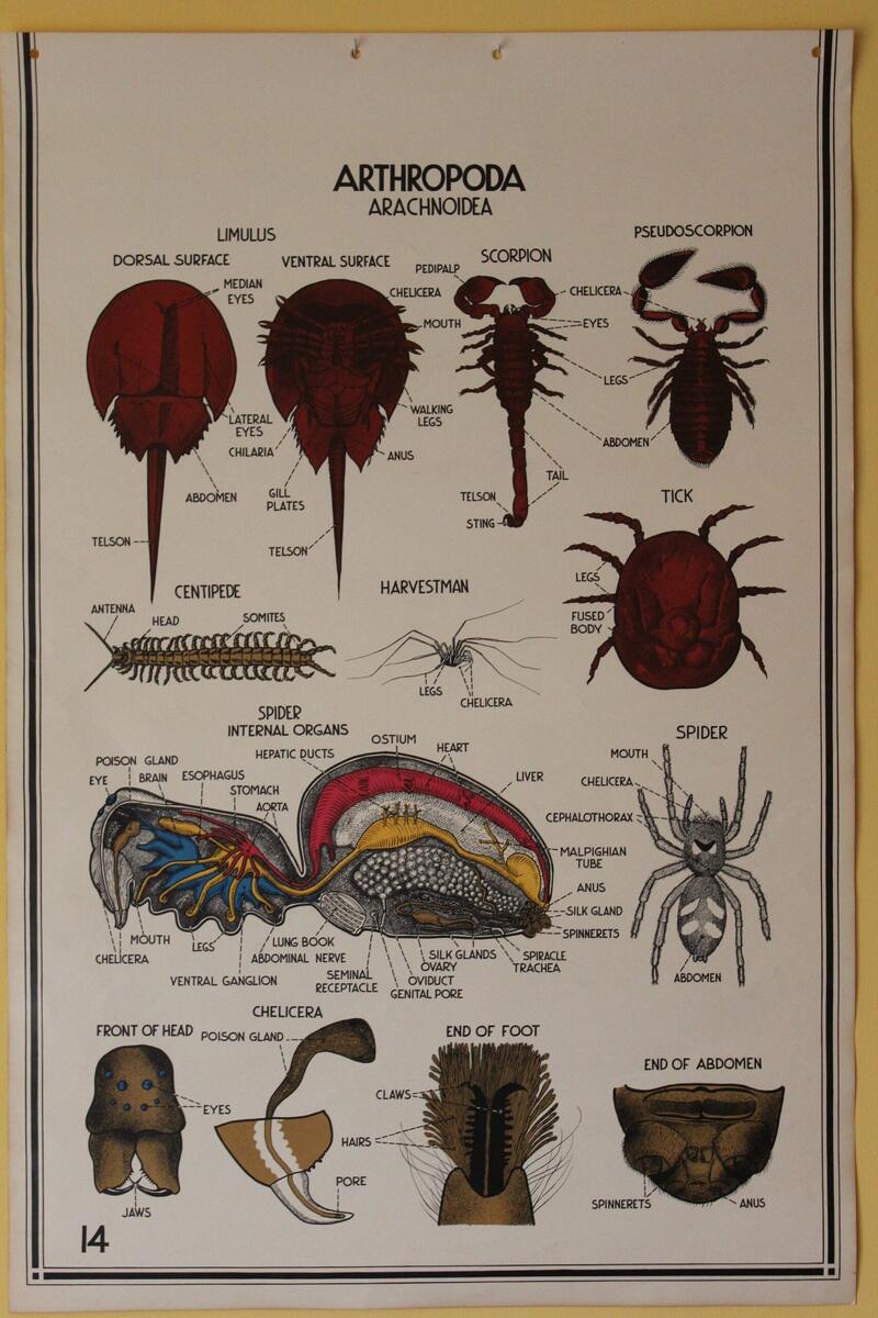 Cicada Sound Shell Life Cycle Map Facts Britannica