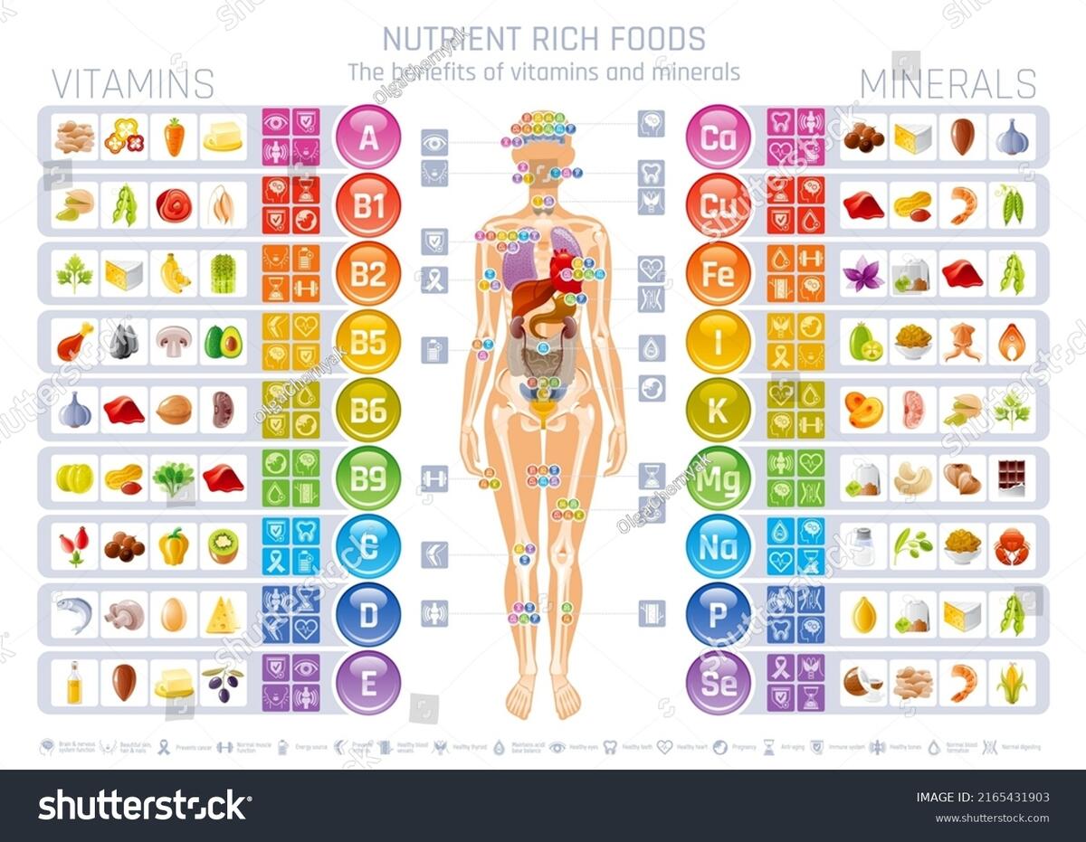 Vitamin Mineral Human Body Infographic Nutrition Stock Vector Royalty Free 2165431903 Shutterstock