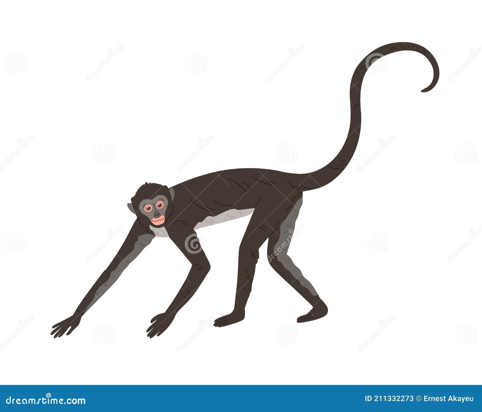 Walking Spider Monkey With Black And Gray Fur Small Head Long Thin Limbs And Tail Wild Brazilian Animal Stock Vector Illustration Of Specimen Isolated 211332273 Population Genetics Of Captive Spider Monkeys In Japan For Ex Situ Conservation Primates