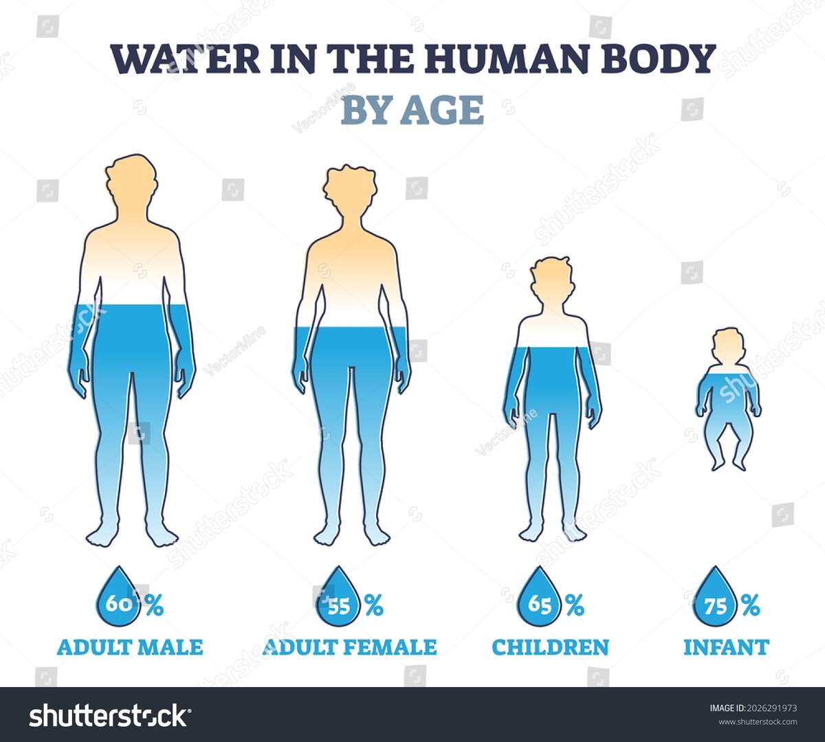 Water Human Body By Age Percentage Stock Vector Royalty Free 2026291973 Shutterstock Water Human Body By Age Percentage Stock Vector Royalty Free 2026291973 Shutterstock