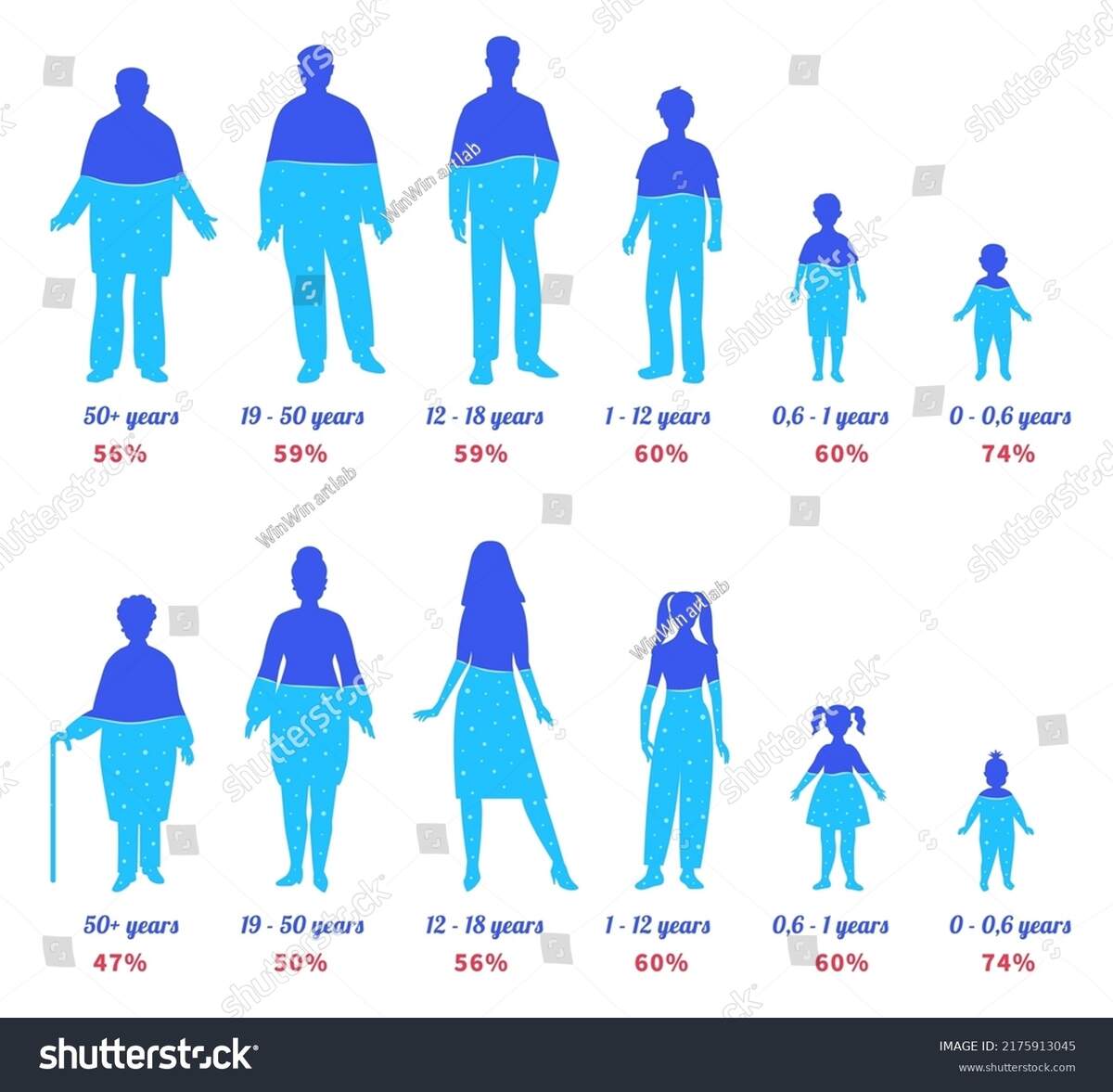 Water Human Body Different Ages People Stock Vector Royalty Free 2175913045 Shutterstock Water In Human Body Different Ages People Silhouettes With Water Percentage Hydration Level Chart For Female And Male Persons Vector Illustration Stock Vector Image Art Alamy