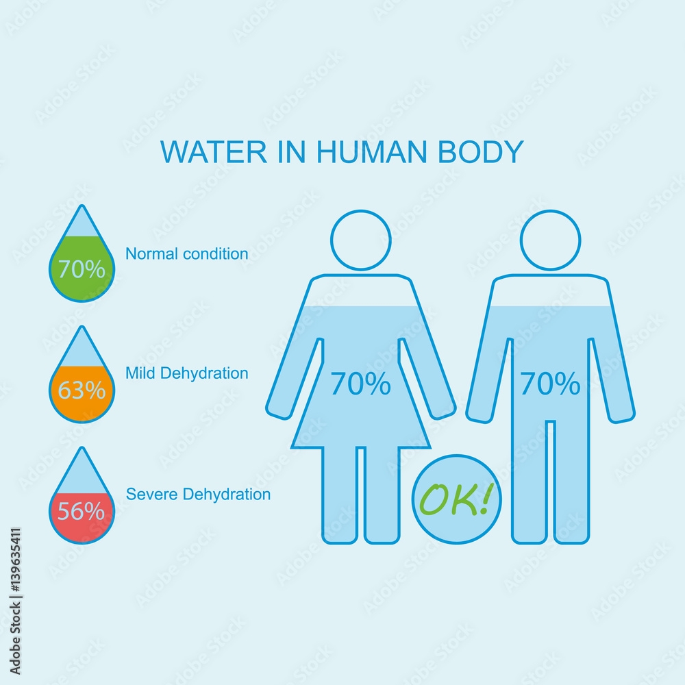 Water In Human Body Levels Of Dehydration Water Content Charts Percentage In Human Body Vector Illustration Stock Vector Adobe Stock