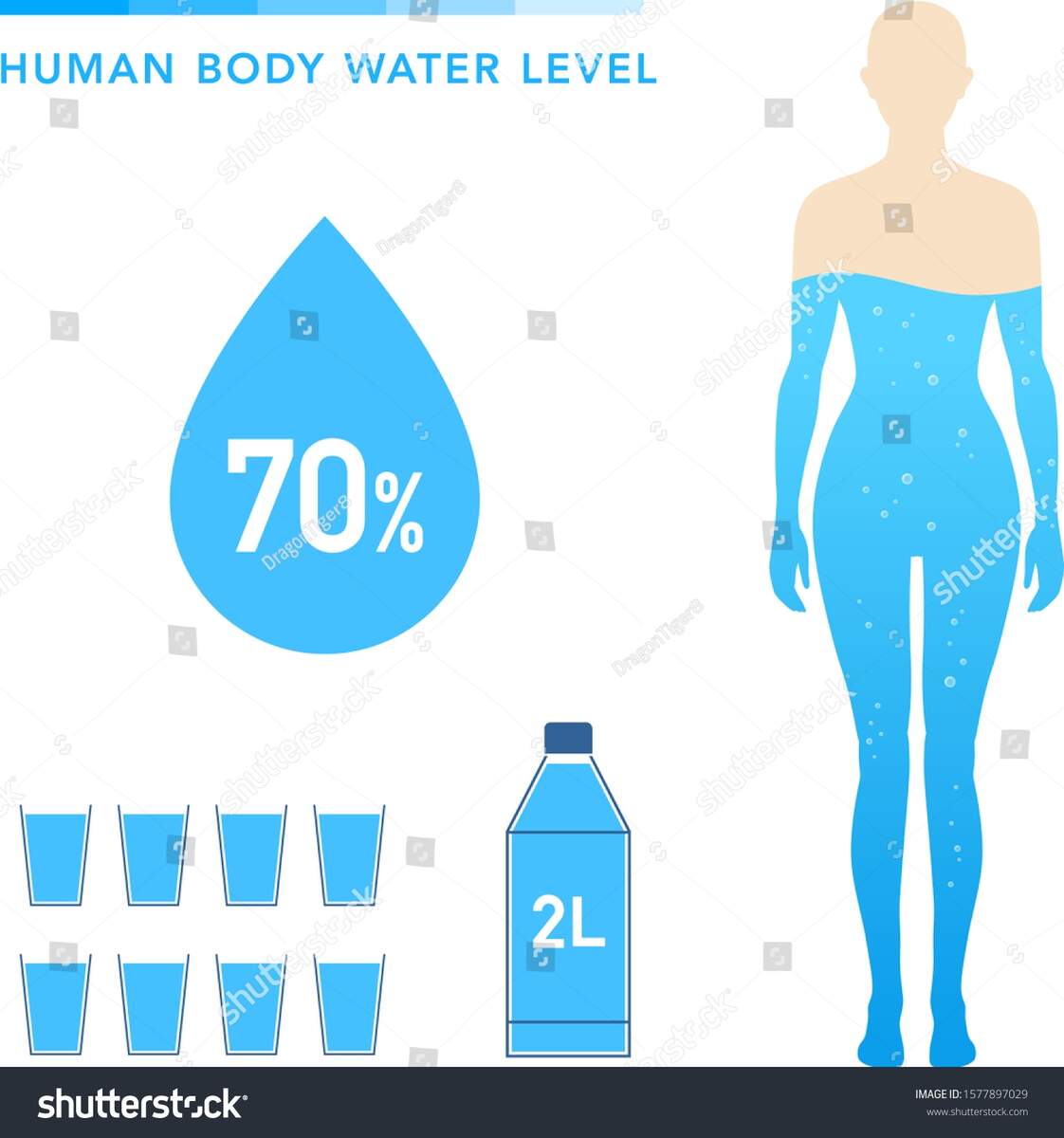 Water Percentage Female Body Illustration Chart Stock Vector Royalty Free 1577897029 Shutterstock