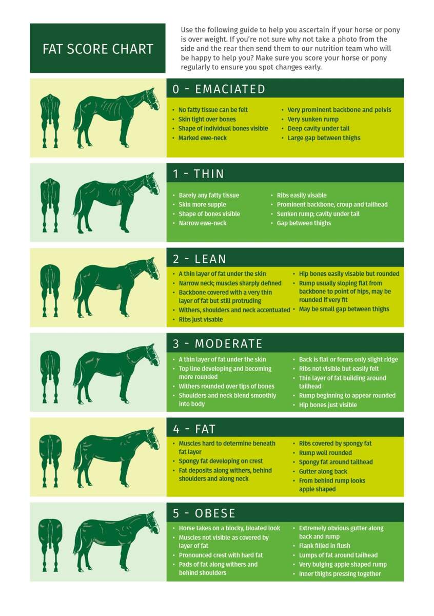 Weight Management Dengie Horse Feeds Weight Management Dengie Horse Feeds