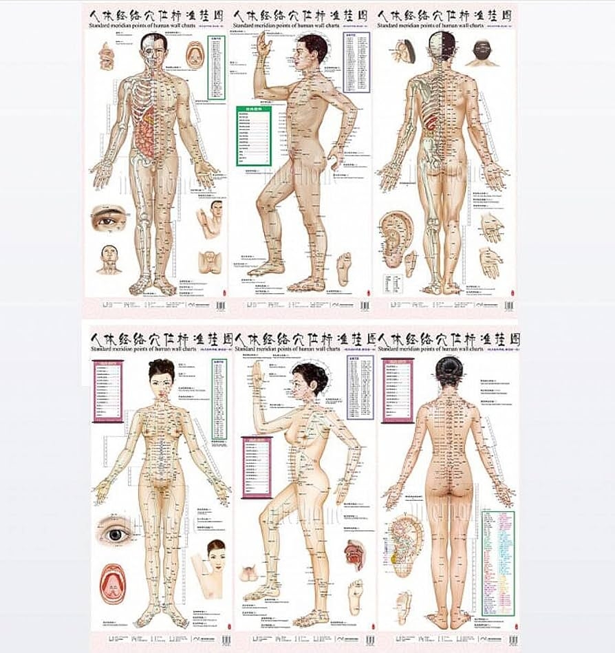 WellieSTR 2 Style Woman And Man Standard Meridian Acupuncture Points Chart And ZhenJiu Moxibustion Acupoint Massage Chart For Body Health Care Hard Roll Pack Amazon In Health Personal Care