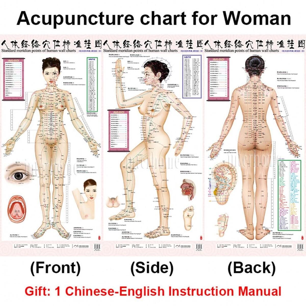 WellieSTR 2 Style Woman And Man Standard Meridian Acupuncture Points Chart And ZhenJiu Moxibustion Acupoint Massage Chart For Body Health Care Hard Roll Pack Amazon In Health Personal Care
