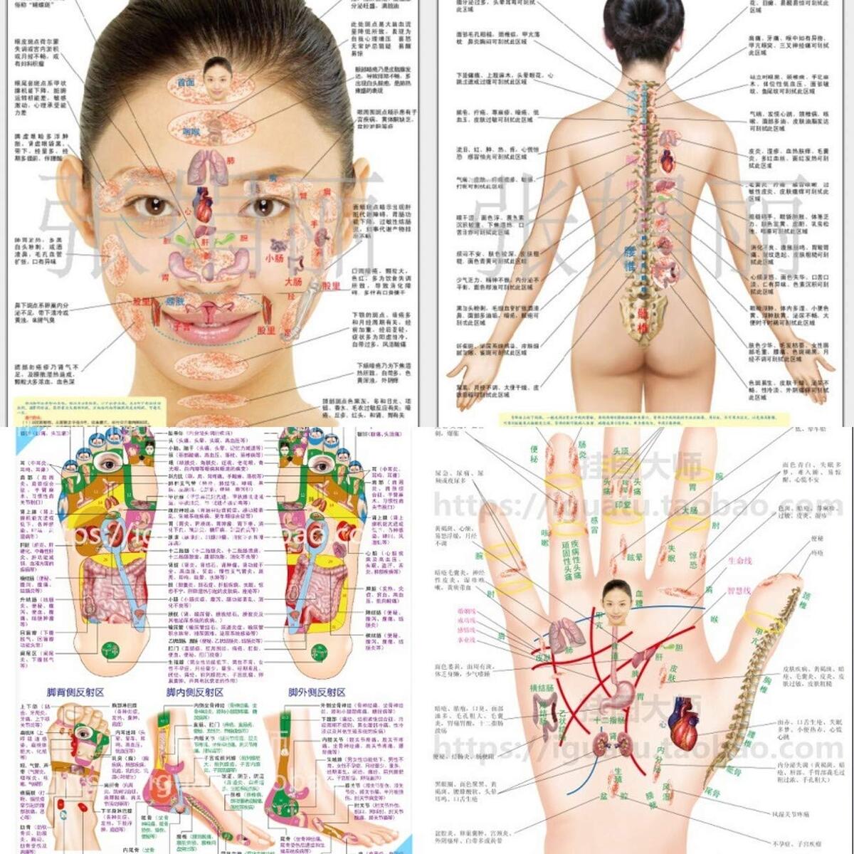 WellieSTR 4 Stlye Reflexology Acupressure Wall Chart Acupressure Massage Chart Trigger Point Therapy Chart Poster Set Acupressure Charts Massage Therapy Charts Amazon In Health Personal Care