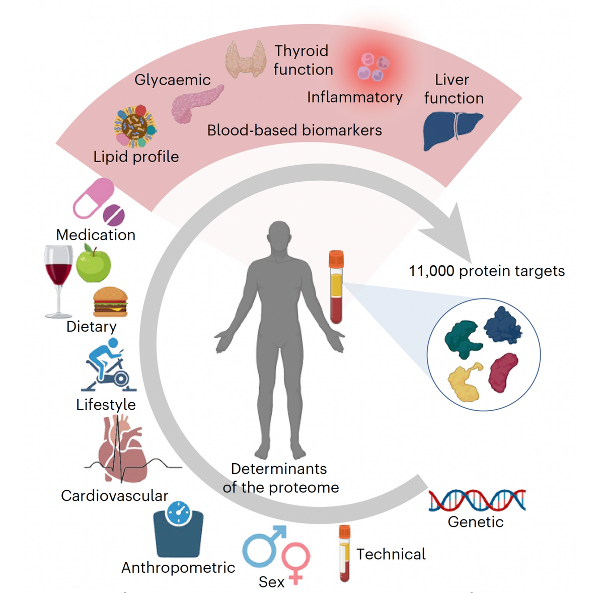 What Can 11 000 Proteins In Our Blood Tell Us