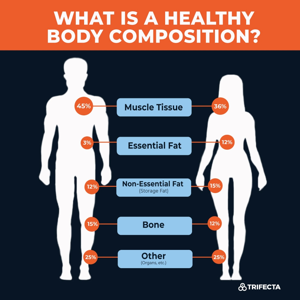 Free Body Fat Percentage Chart Template To Edit Online