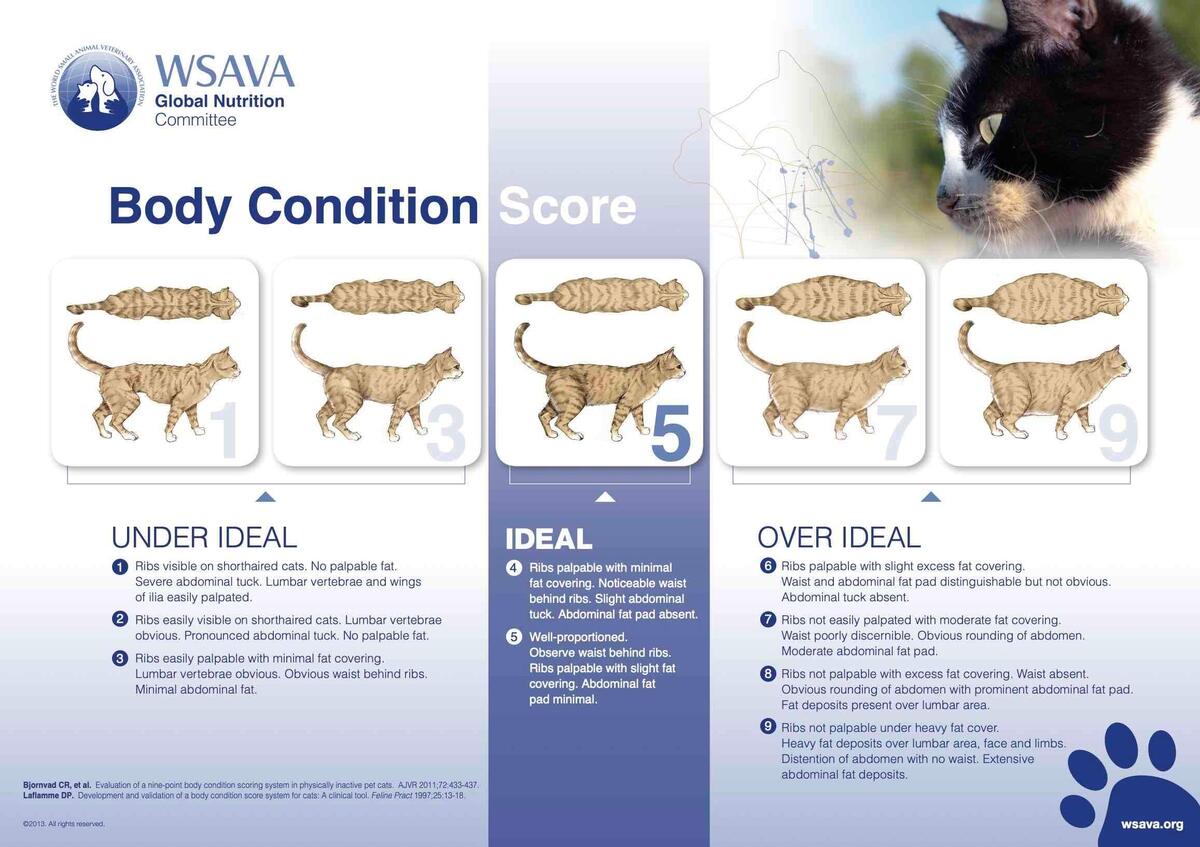 Cat Body Condition Score Chart