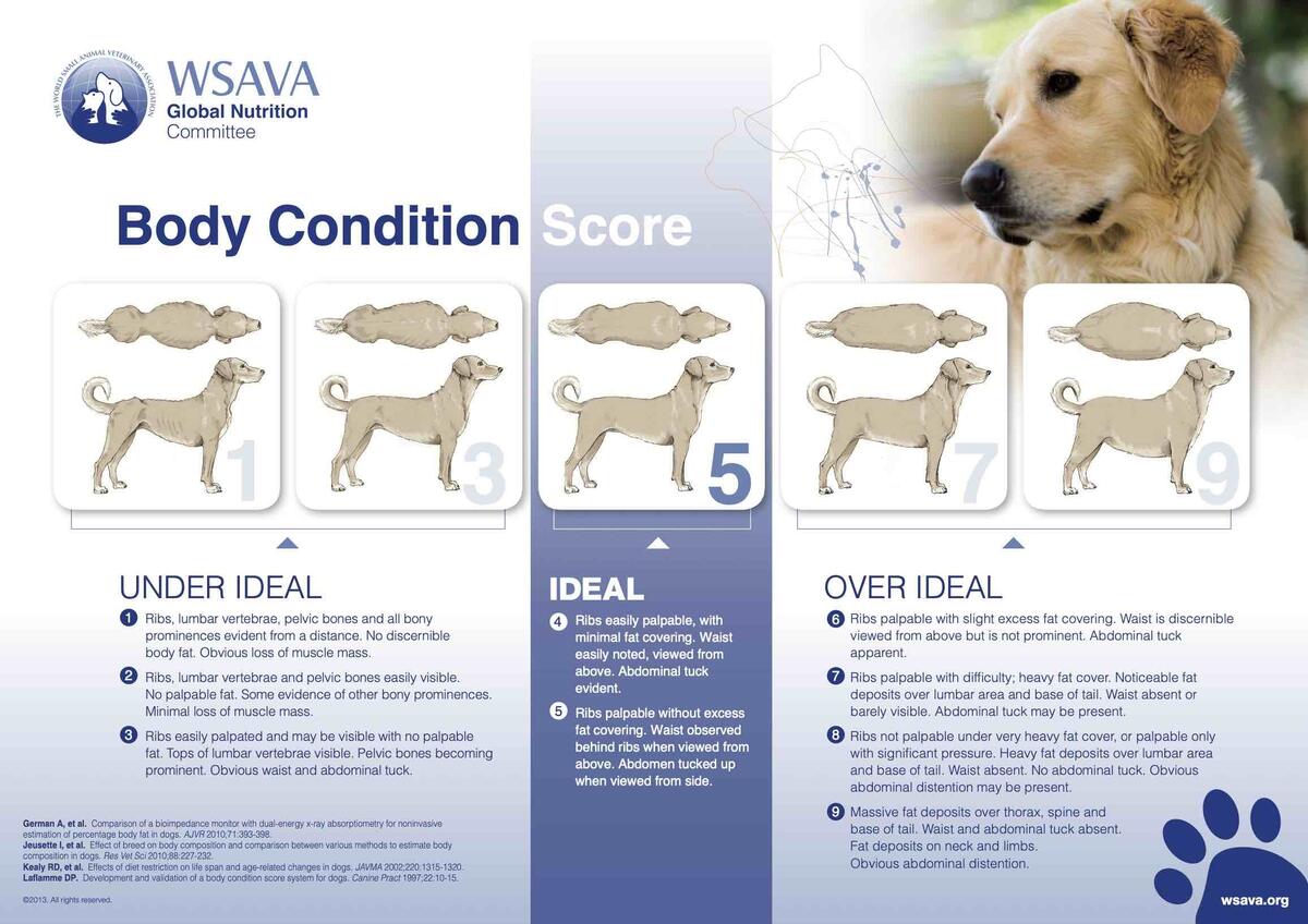 What Is Body Condition Score And Why It Matters