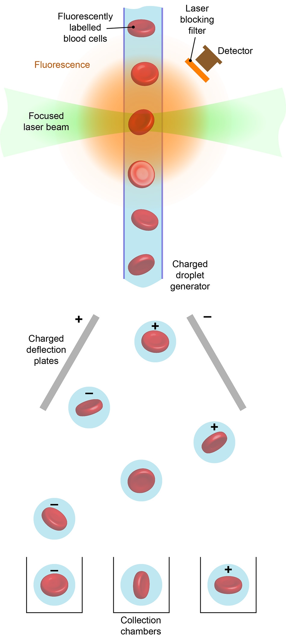 What Is Flow Cytometry Coherent