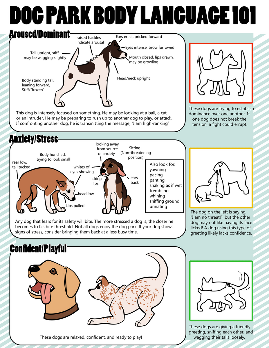 What Is My Dog Saying To That Other Dog Pitbull Luv About Dog Behavior What Is My Dog Saying To That Other Dog Pitbull Luv About Dog Behavior