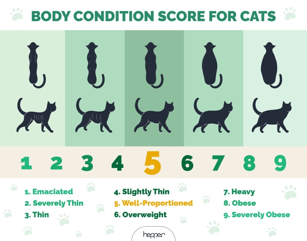 What Is The Ideal Weight For My Cat Vet Verified Facts FAQ Hepper Pet Resources Top Cat Body Type Chart Free Shipping
